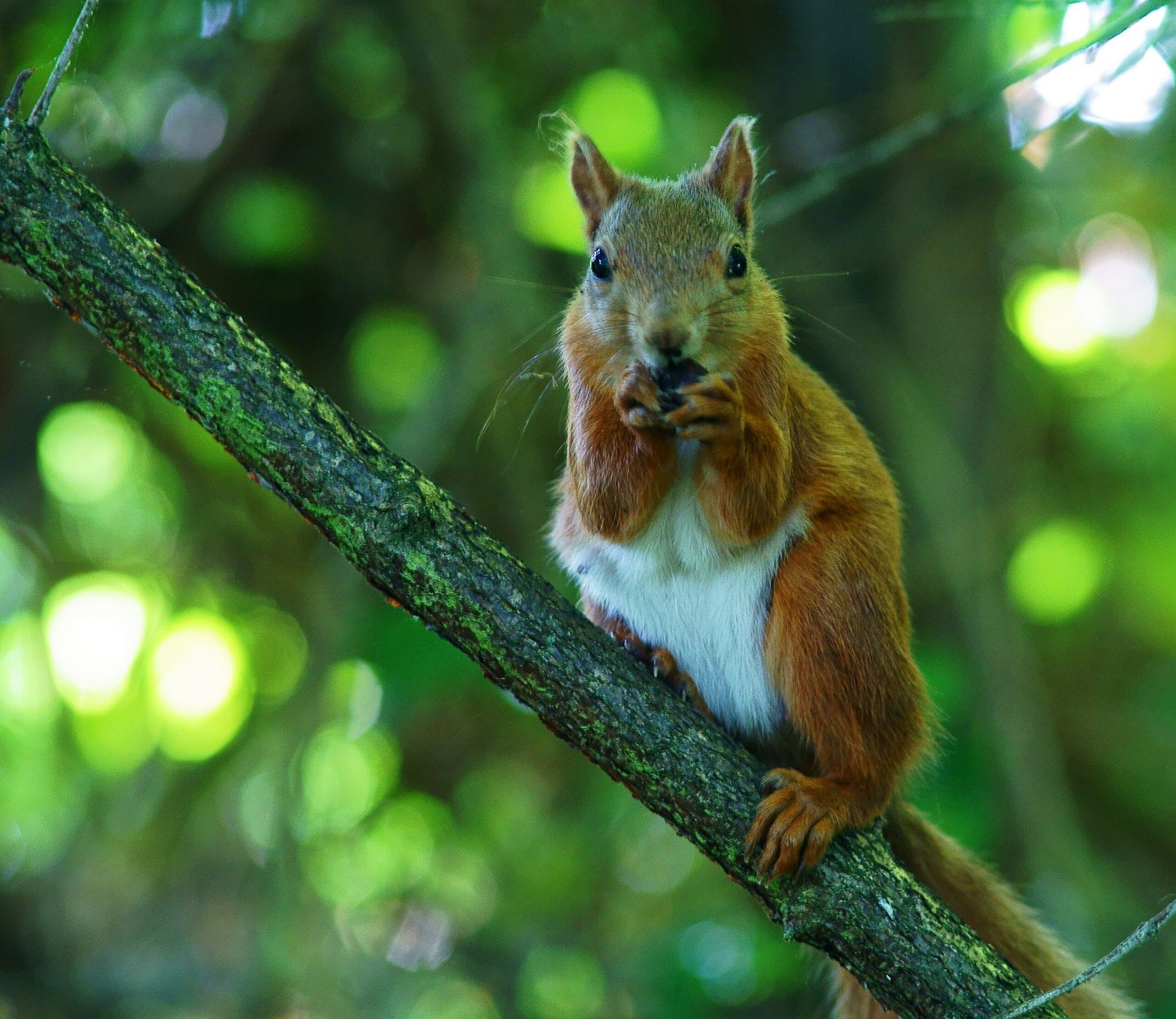 Why the Red Squirrel’s Survival Matters (image credits: wikimedia)
