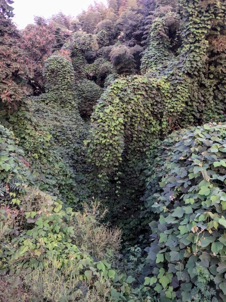 Kudzu: The Vine That Ate the South