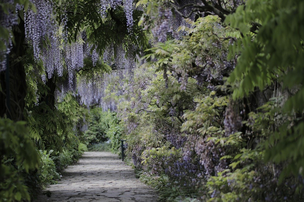 Wisteria: The Cascading Flower with a Dark Side (image credits: pixabay)