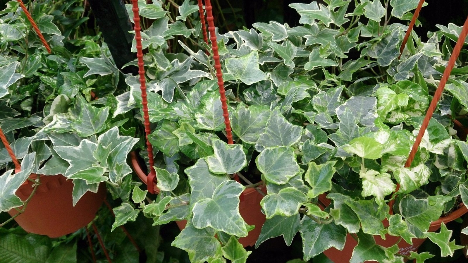 English Ivy: The Classic Climber Turned Villain (image credits: wikimedia)