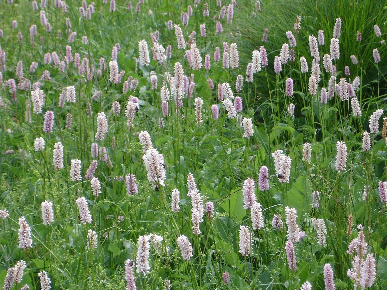 Japanese Knotweed: The Ruthless Rhizome (image credits: pixabay)