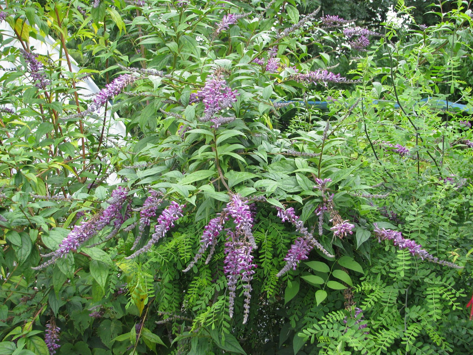Butterfly Bush: A Pollinator’s Friend with a Hidden Agenda (image credits: wikimedia)