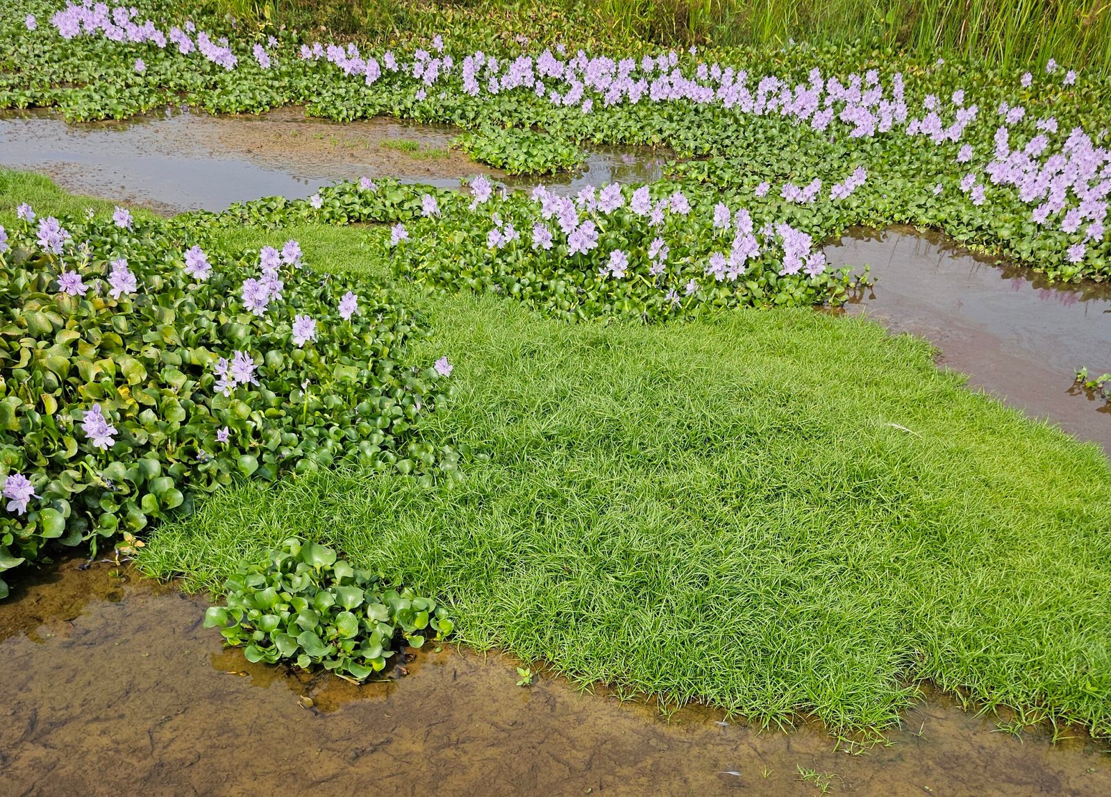 Water Hyacinth: The Floating Blanket of Doom (image credits: wikimedia)