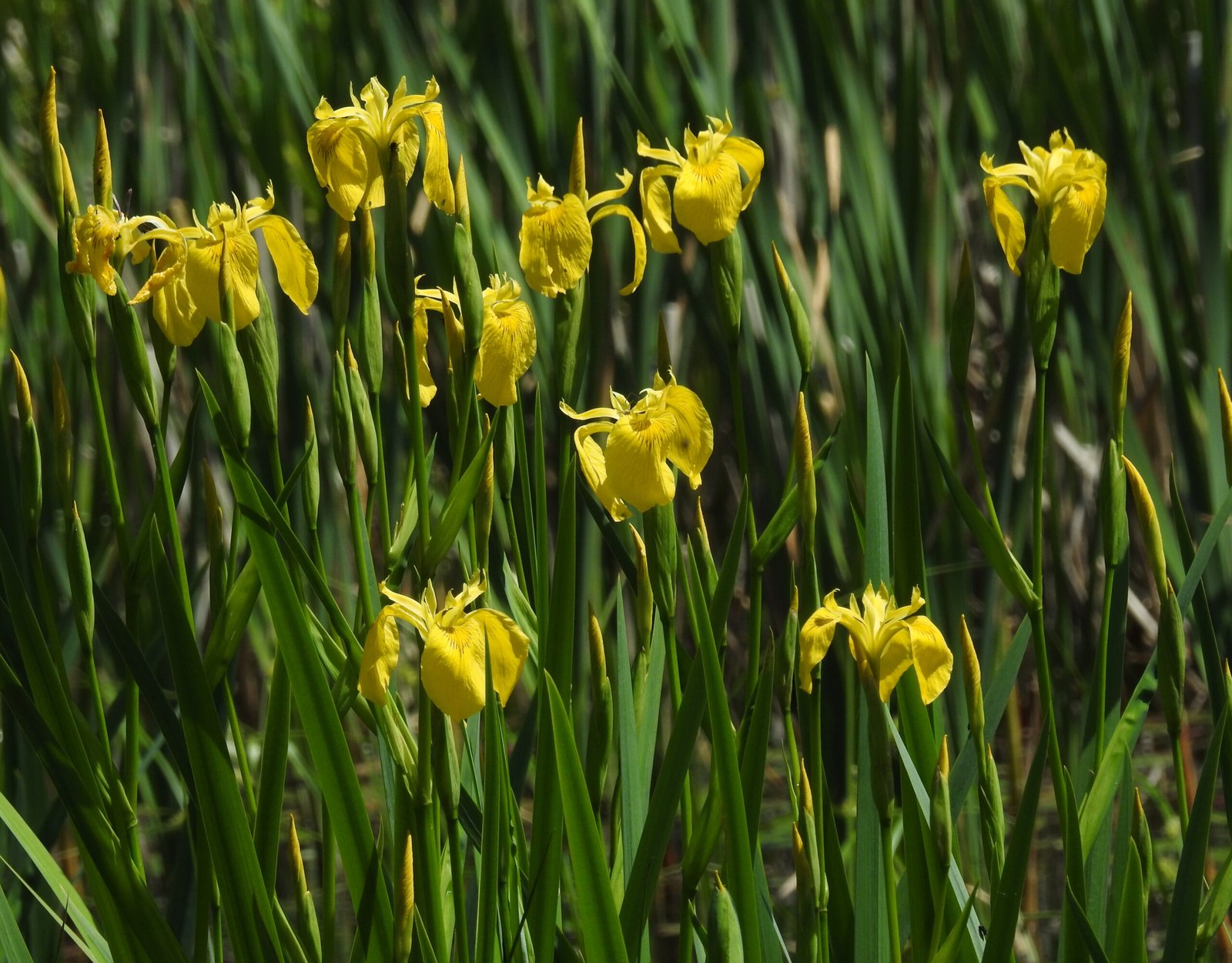 Yellow Flag Iris: The Wetland Wrecker (image credits: wikimedia)