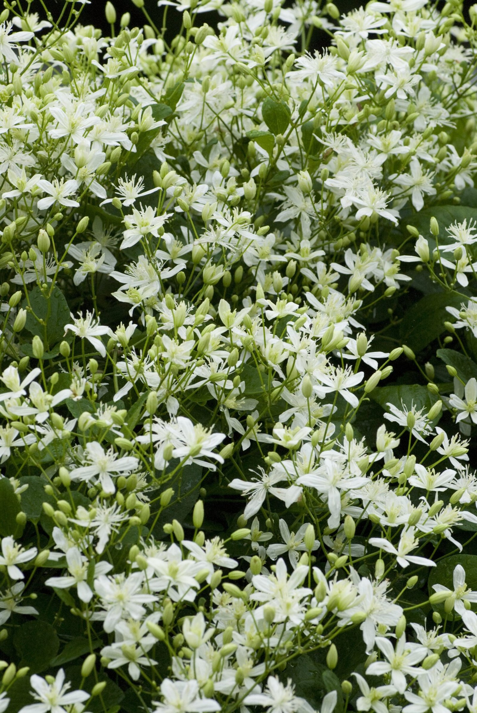 Sweet Autumn Clematis: The Fragrant Invader (image credits: wikimedia)