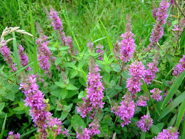 Purple Loosestrife: The Marsh Monarch (image credits: wikimedia)