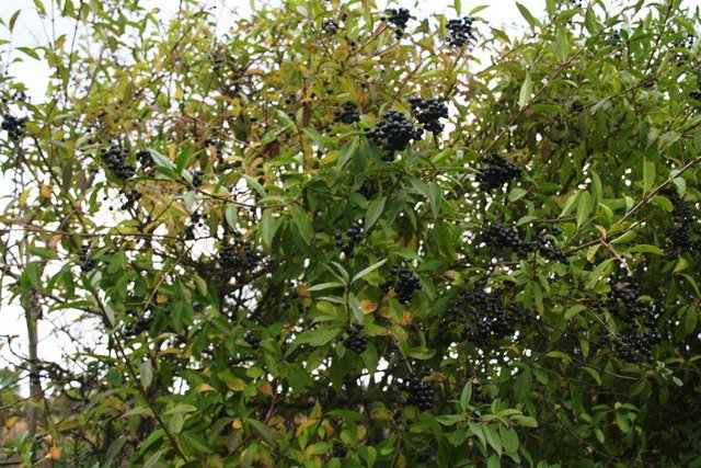 Privet: The Hedge That Won’t Quit (image credits: wikimedia)