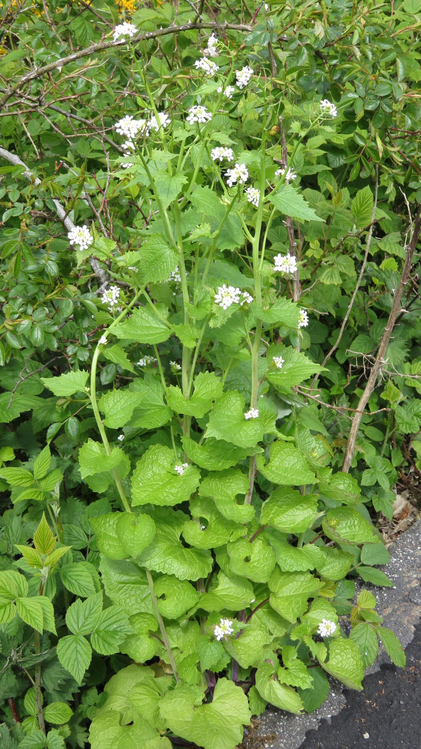 Garlic Mustard: The Forest Floor Fighter (image credits: wikimedia)