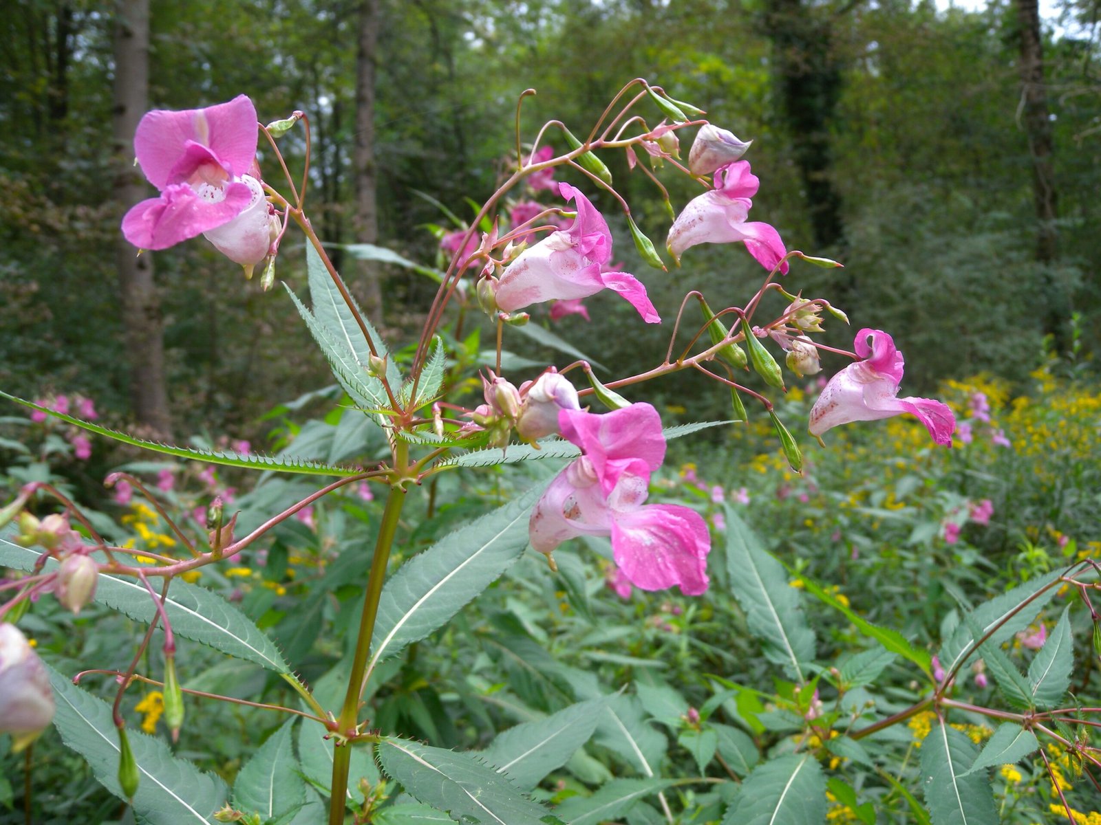 Himalayan Balsam: The Exploding Menace (image credits: wikimedia)
