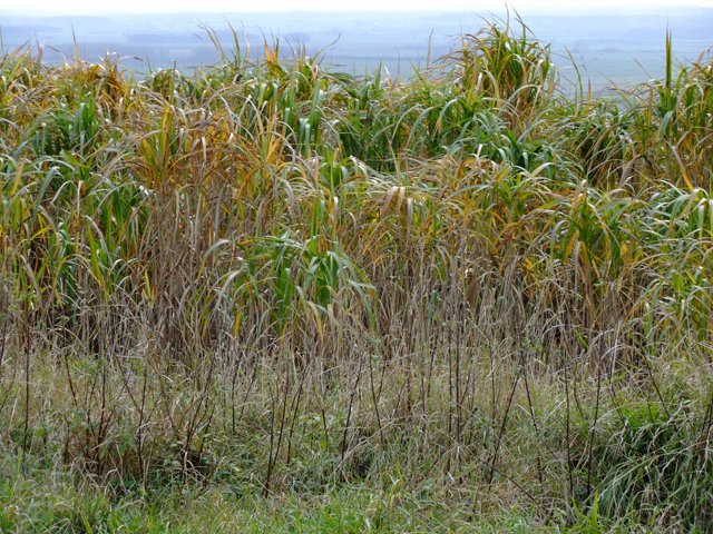 Miscanthus: The Ornamental Grass with a Wild Streak (image credits: wikimedia)