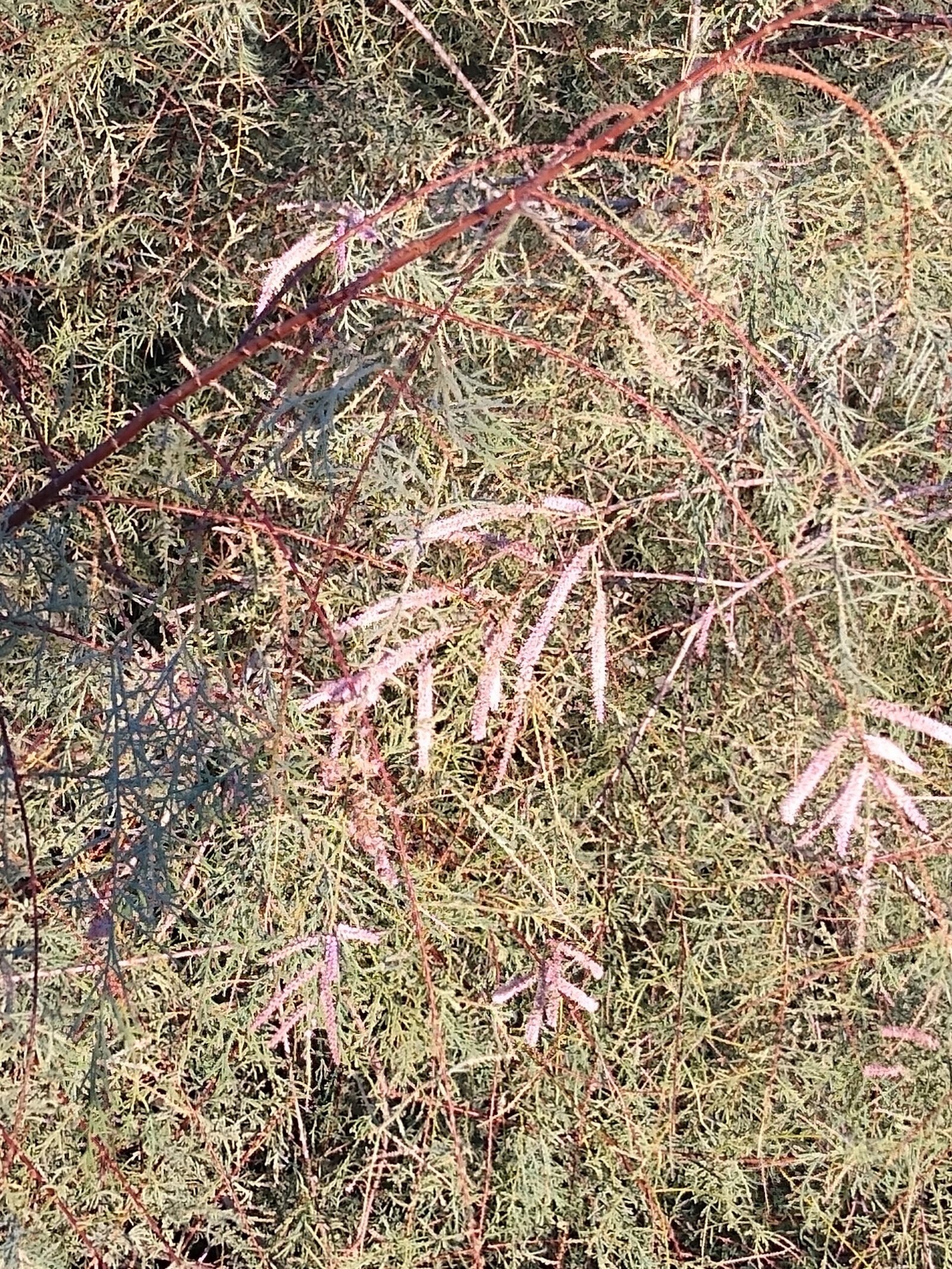 Tamarisk: The Salt Cedar That Drains Deserts (image credits: wikimedia)