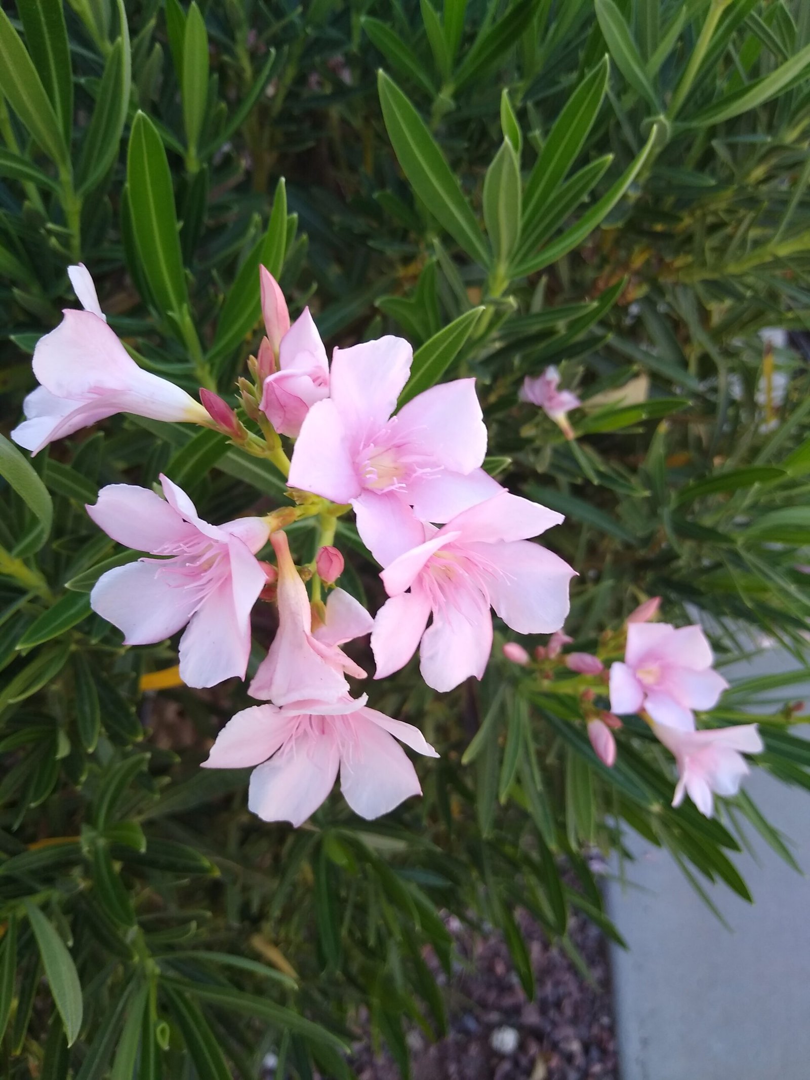 Oleander: The Poisonous Beauty (image credits: wikimedia)