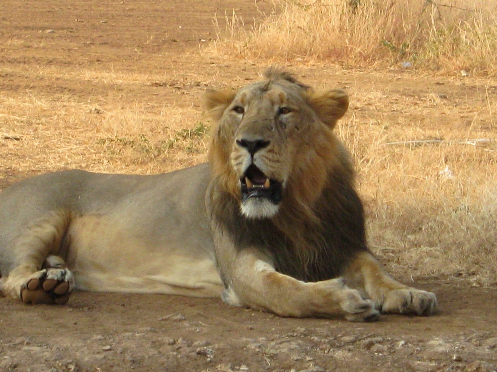 Gir Forest: The Last Refuge (image credits: wikimedia)