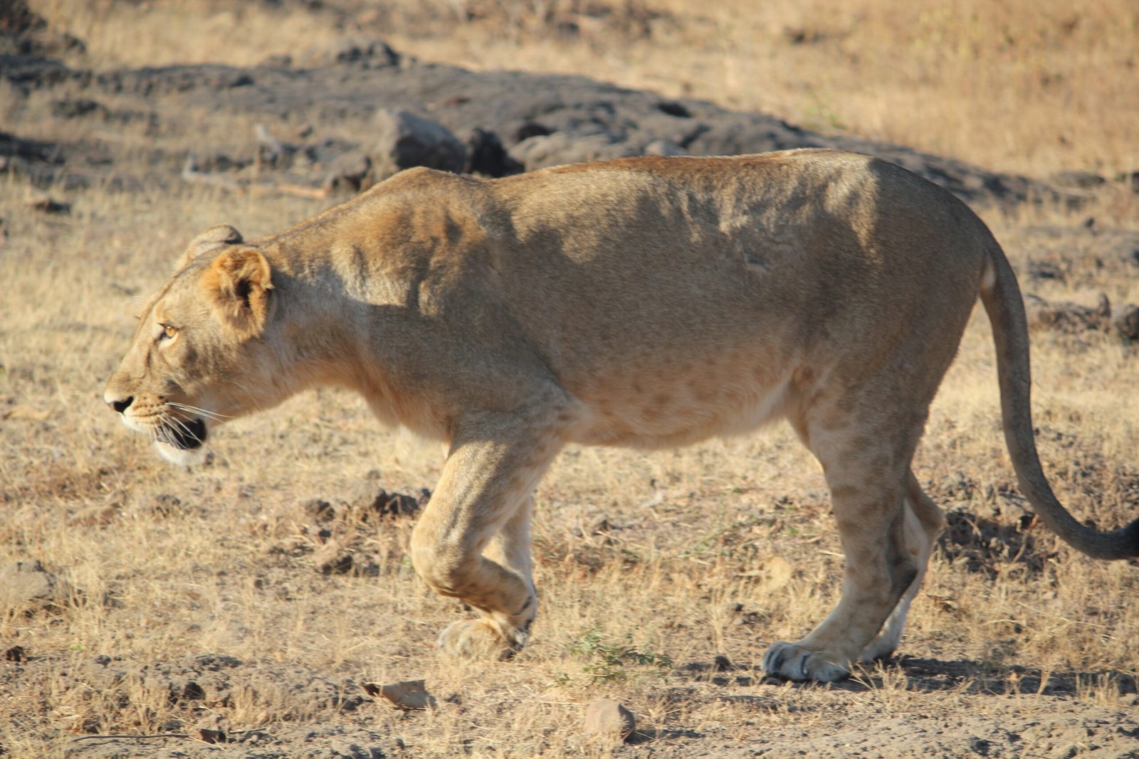 The Lion’s Comeback: A Conservation Miracle (image credits: wikimedia)