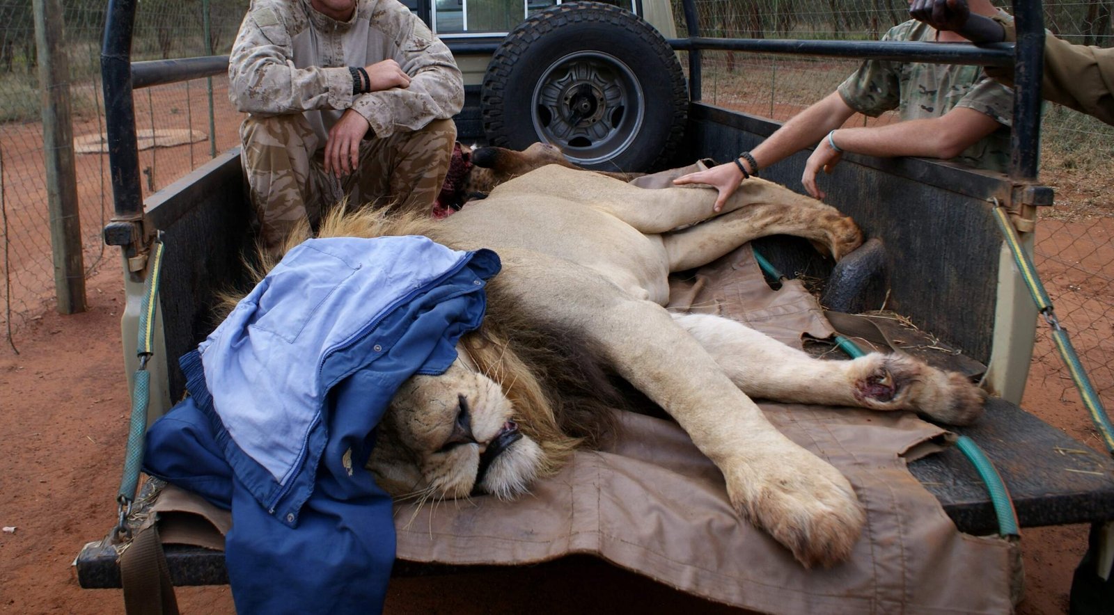 Poaching and Illegal Trade: A Persistent Threat (image credits: wikimedia)