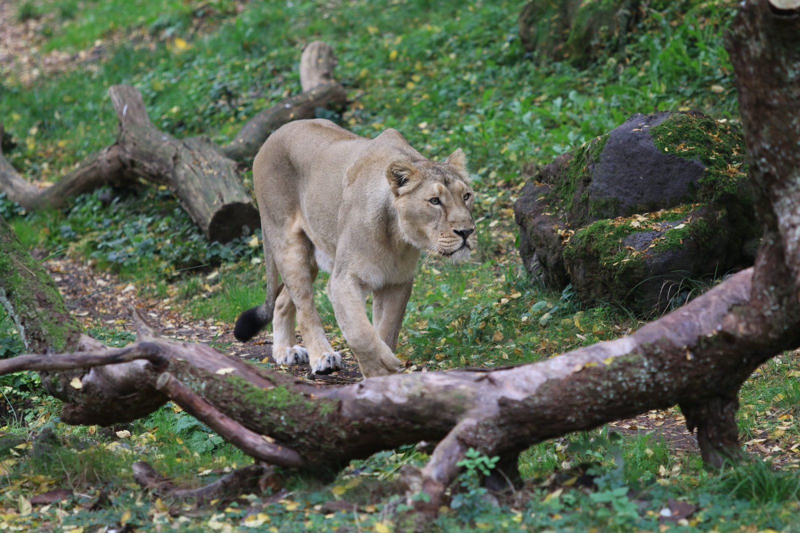 Lions Beyond Gir: The Struggle to Expand (image credits: wikimedia)