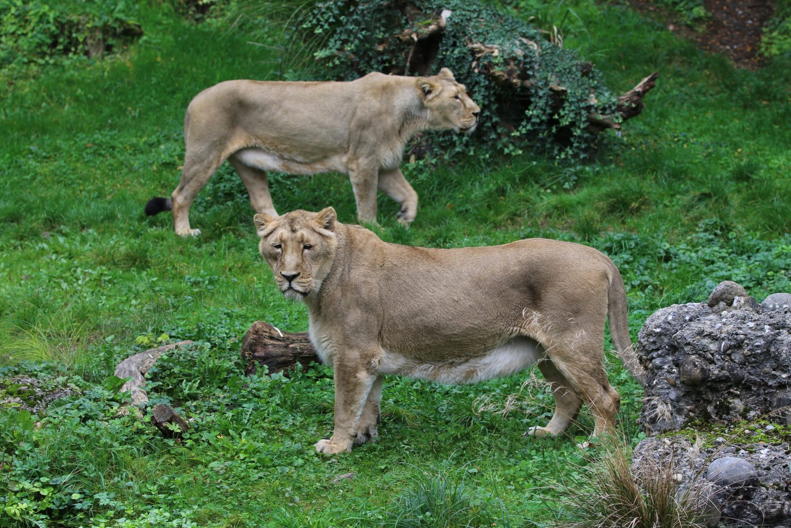 The Lion in Indian Culture and Identity (image credits: wikimedia)