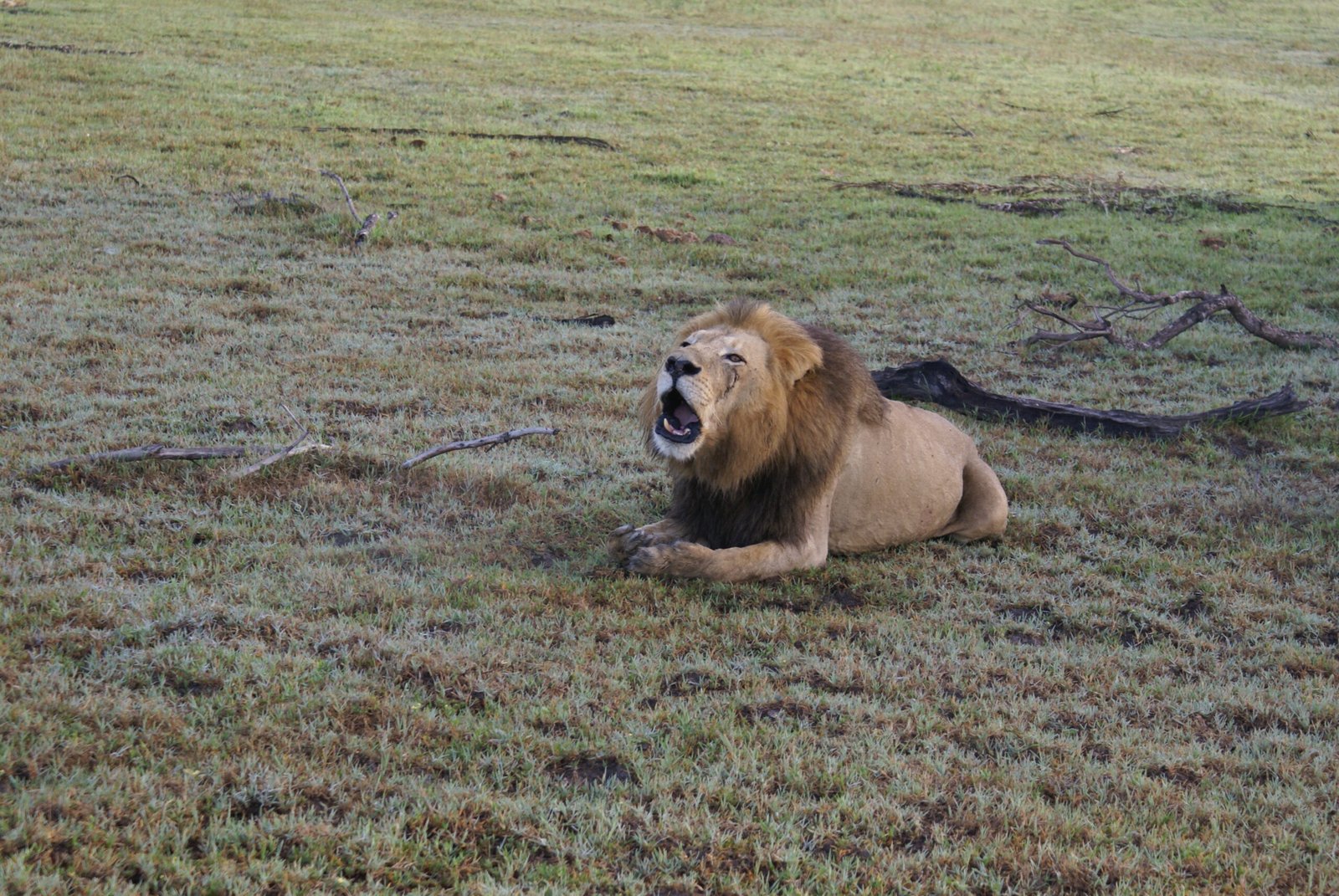 A Roar That Must Not Be Silenced (image credits: wikimedia)