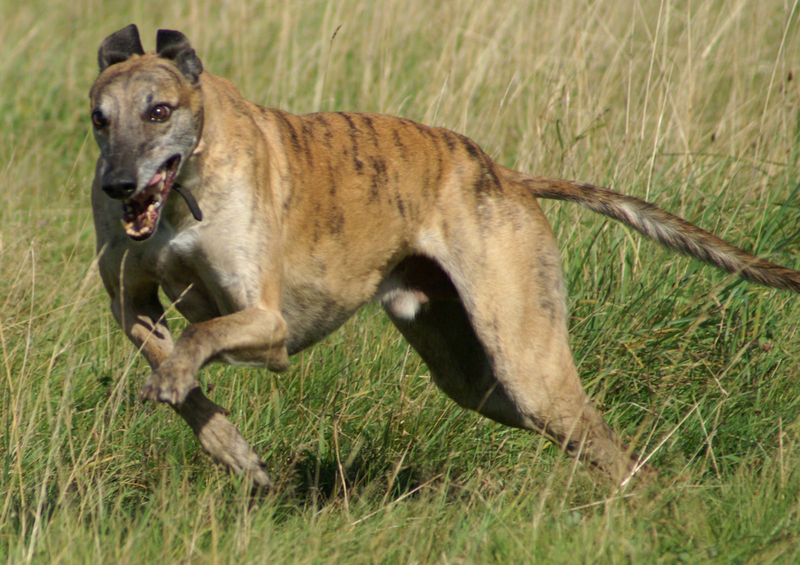 Greyhounds: Speed and Grace on Four Legs (image credits: wikimedia)