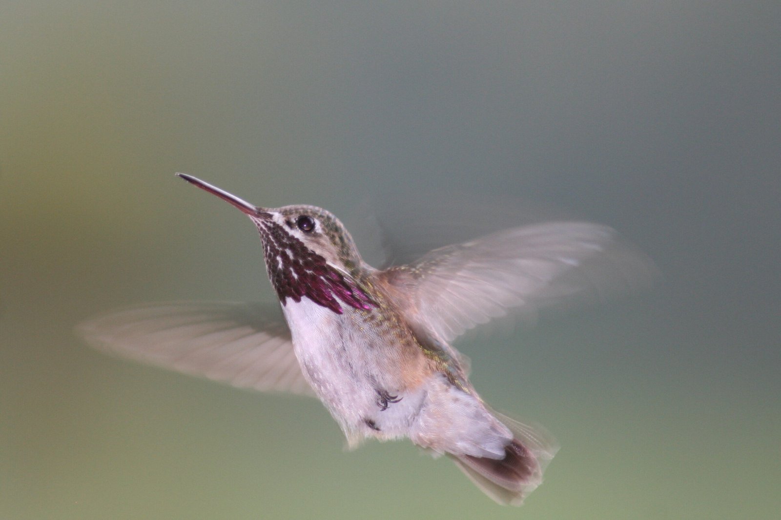 Hummingbirds: Tiny But Mighty Flyers (image credits: wikimedia)