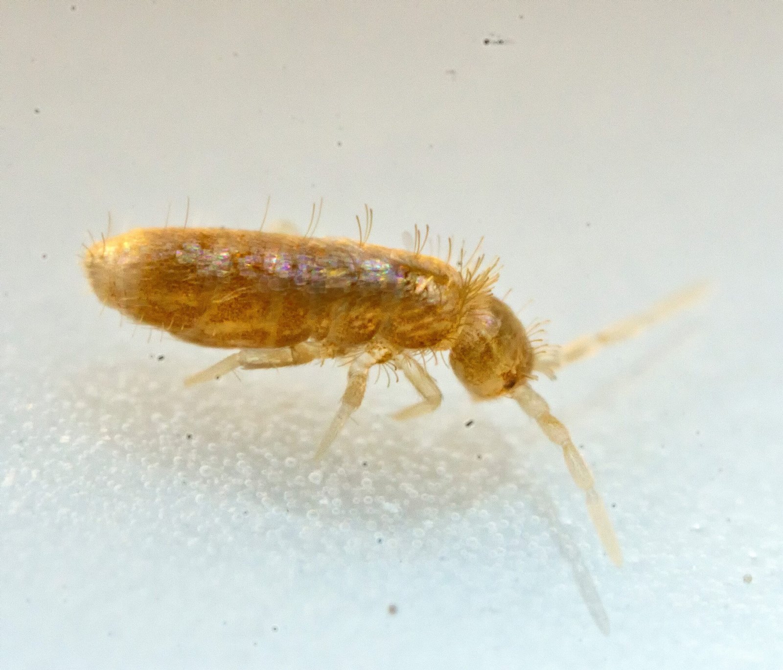 Springtails: Nature’s Micro-Jumpers (image credits: wikimedia)