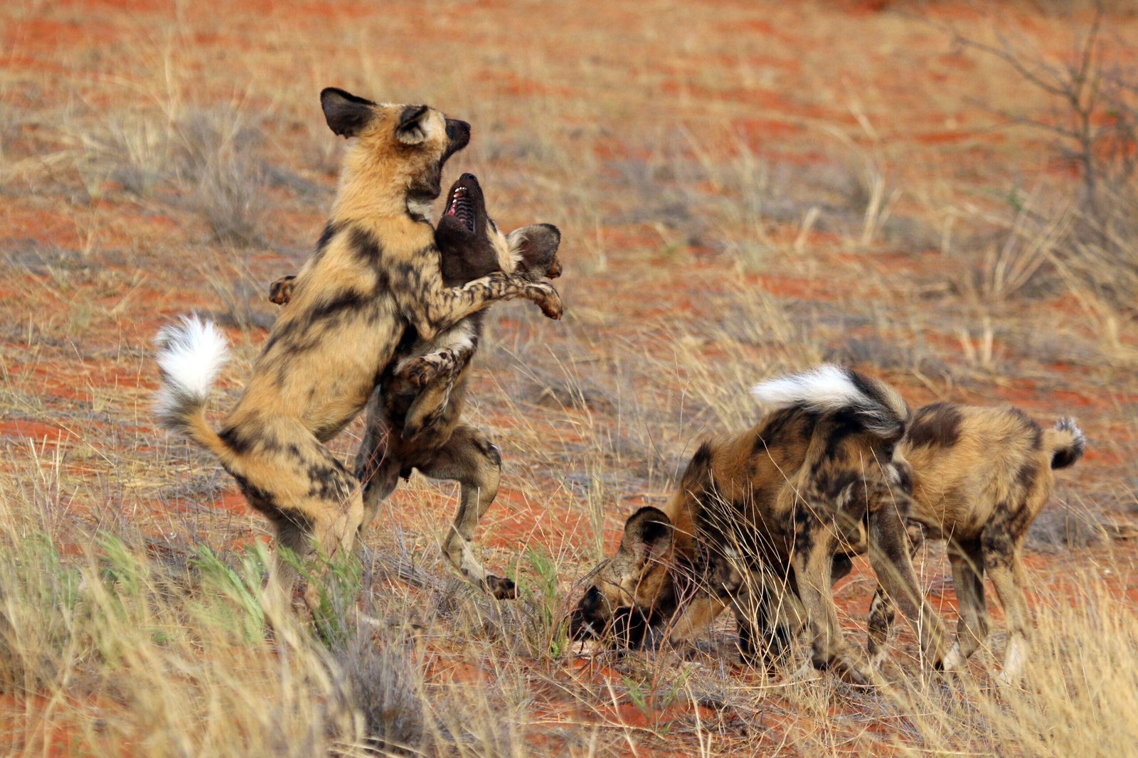 African Wild Dogs: Teamwork for the Win (image credits: wikimedia)