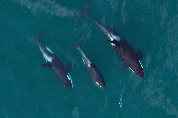 Orcas: Fast and Fierce Marine Predators (image credits: wikimedia)