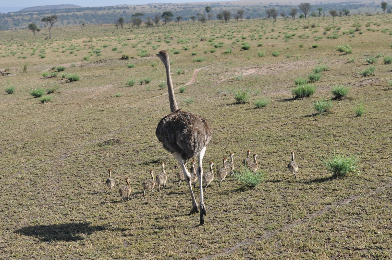 Ostriches: The Swift Giants of the Savannah (image credits: wikimedia)