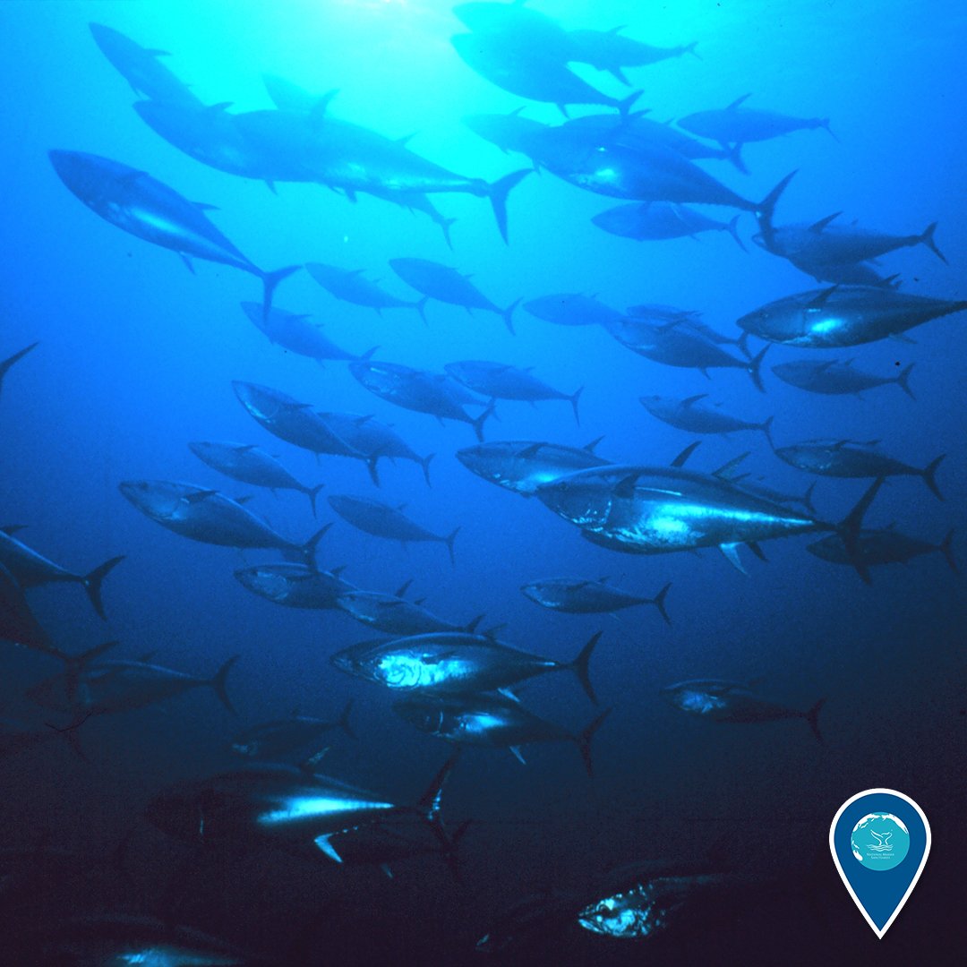 Bluefin Tuna: Relentless Ocean Sprinters (image credits: wikimedia)