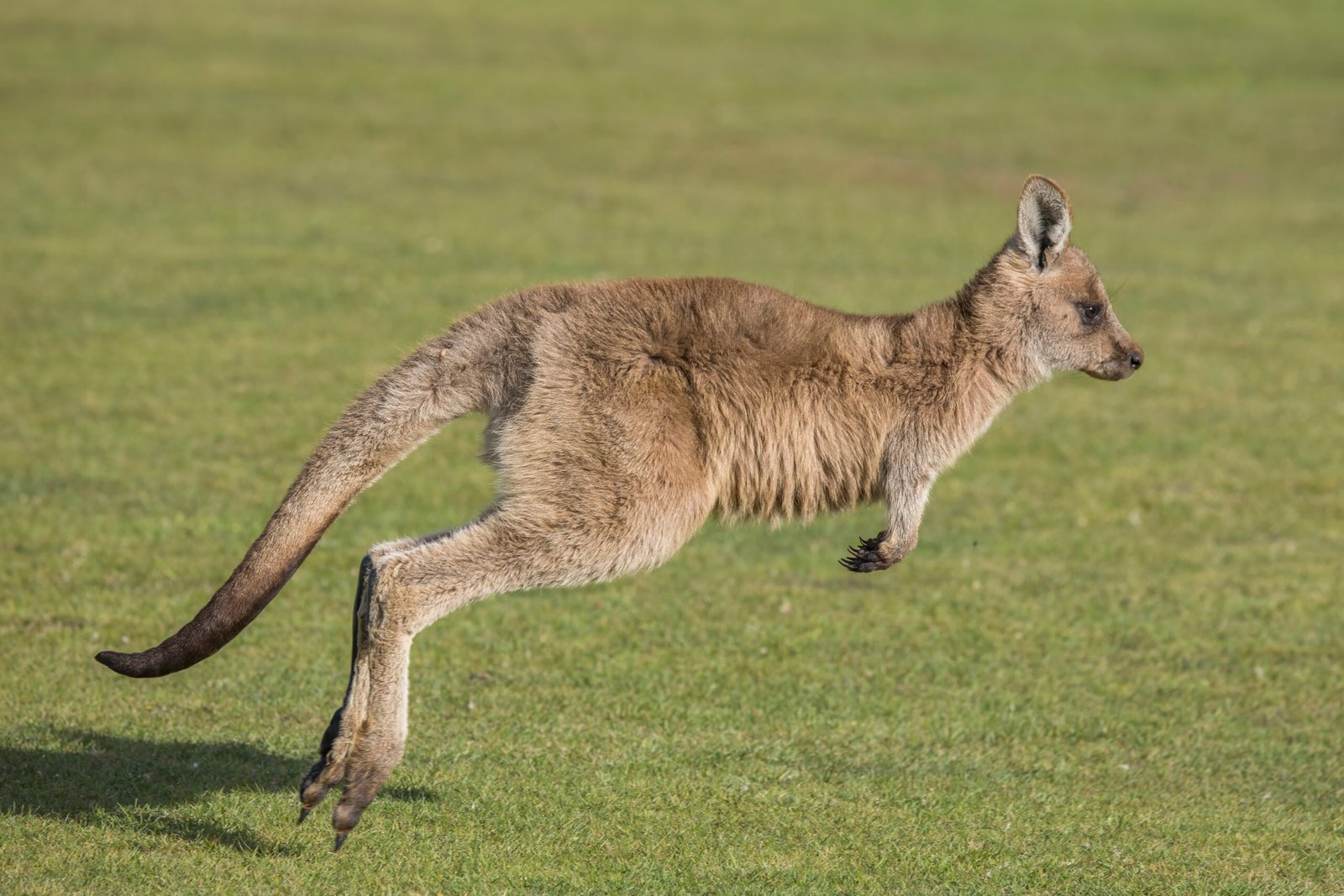 Kangaroos: Bouncing to Top Speeds (image credits: wikimedia)