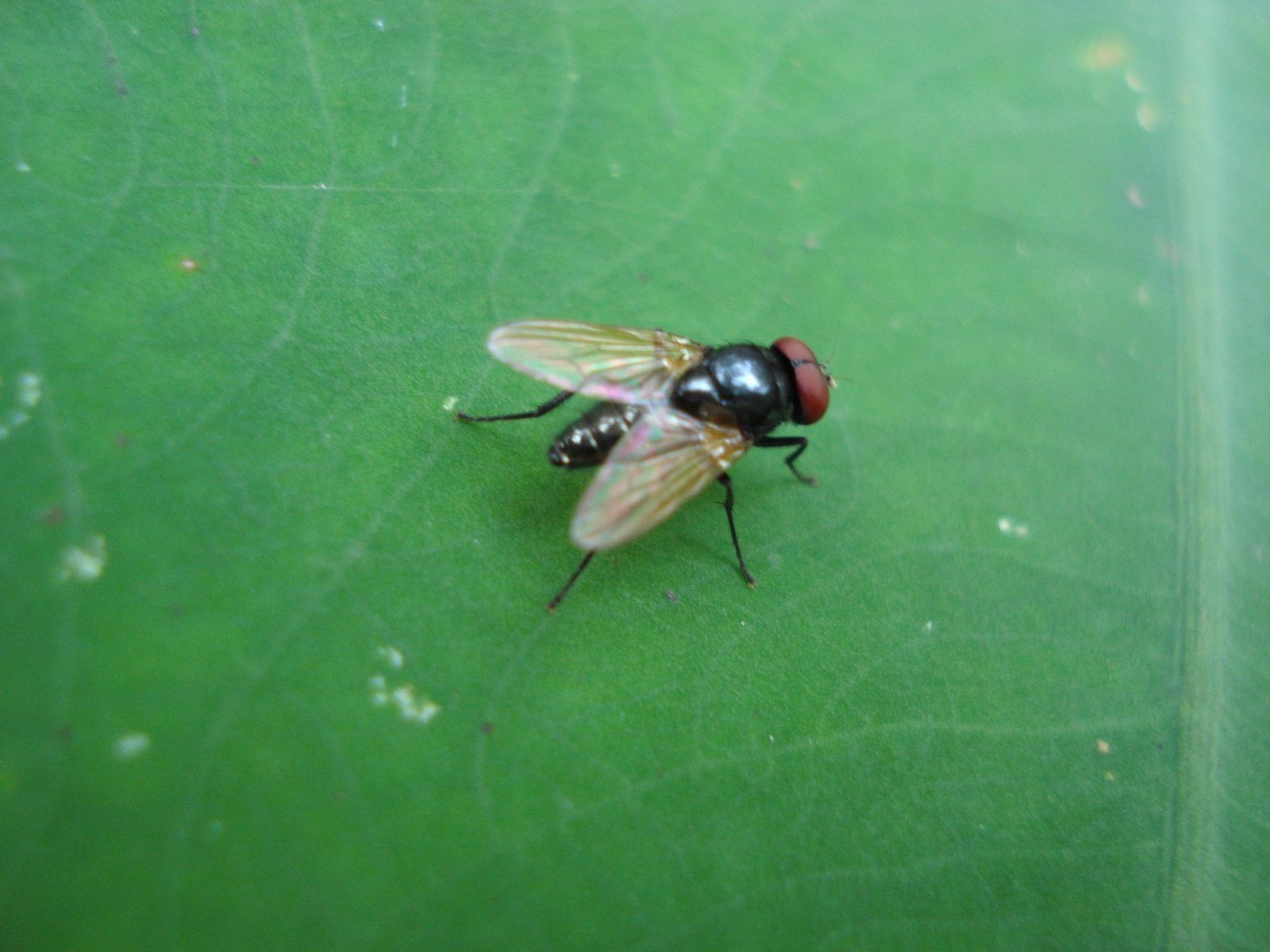 Houseflies: The Quickest Reflexes in the Air (image credits: wikimedia)