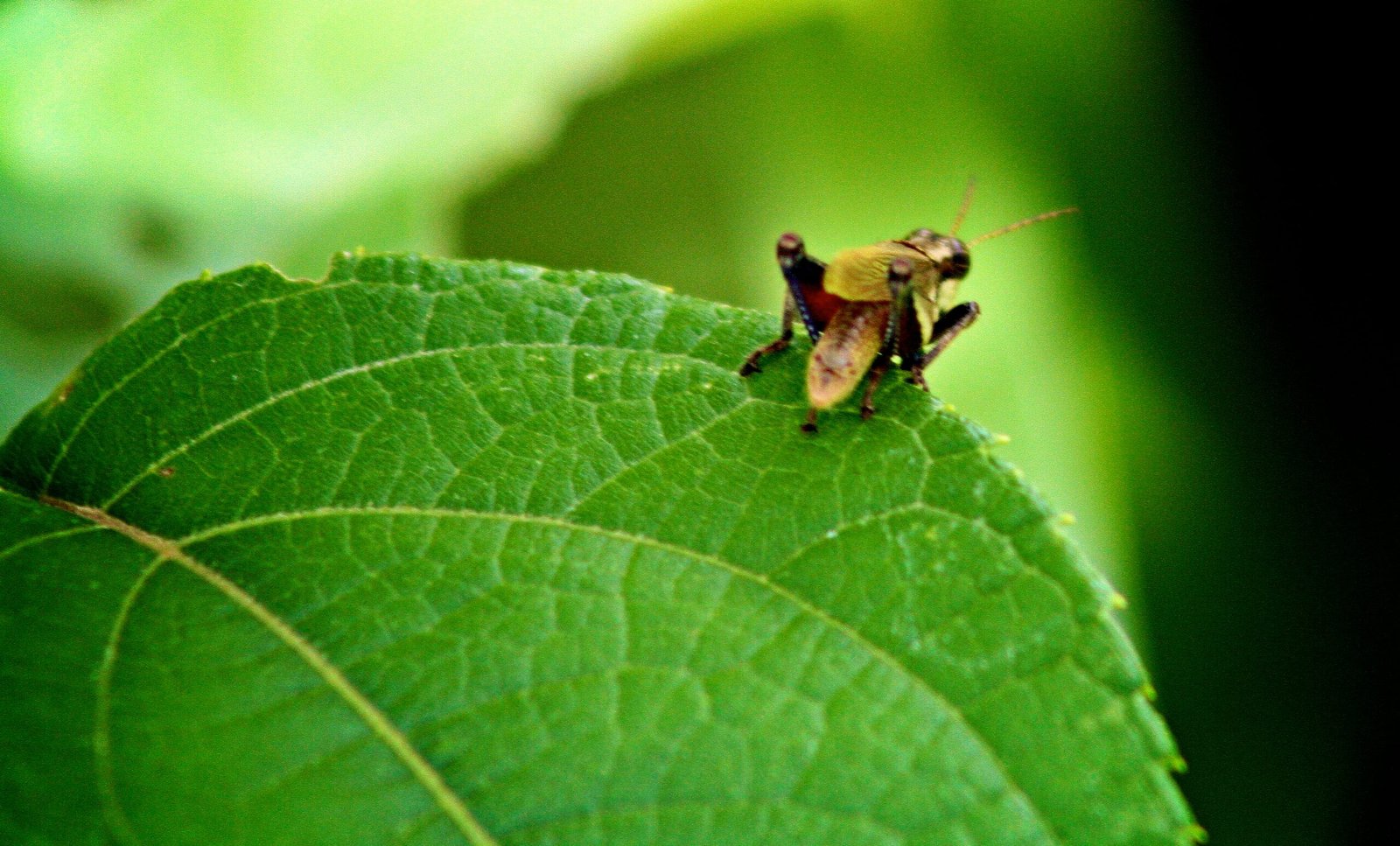 Froghoppers: Catapult Champions of the Insect World (image credits: wikimedia)