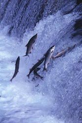 Salmon: Battling Currents with Pure Force (image credits: wikimedia)
