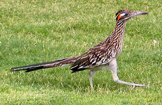 Roadrunners: Fast Feet on Desert Ground (image credits: wikimedia)