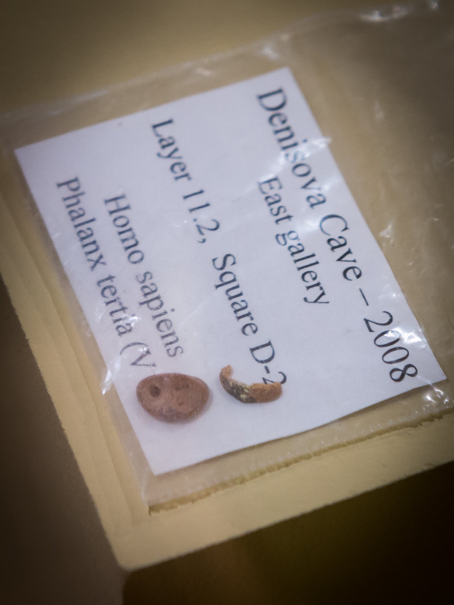 The Denisovans: Shadows from the Deep Past (image credits: wikimedia)