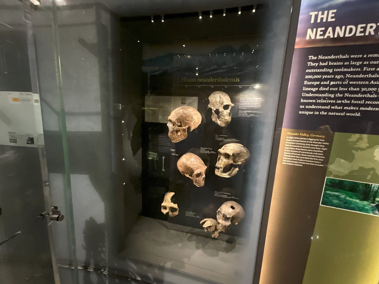 A Genetic Time Capsule: DNA Preserved in Stone (image credits: wikimedia)