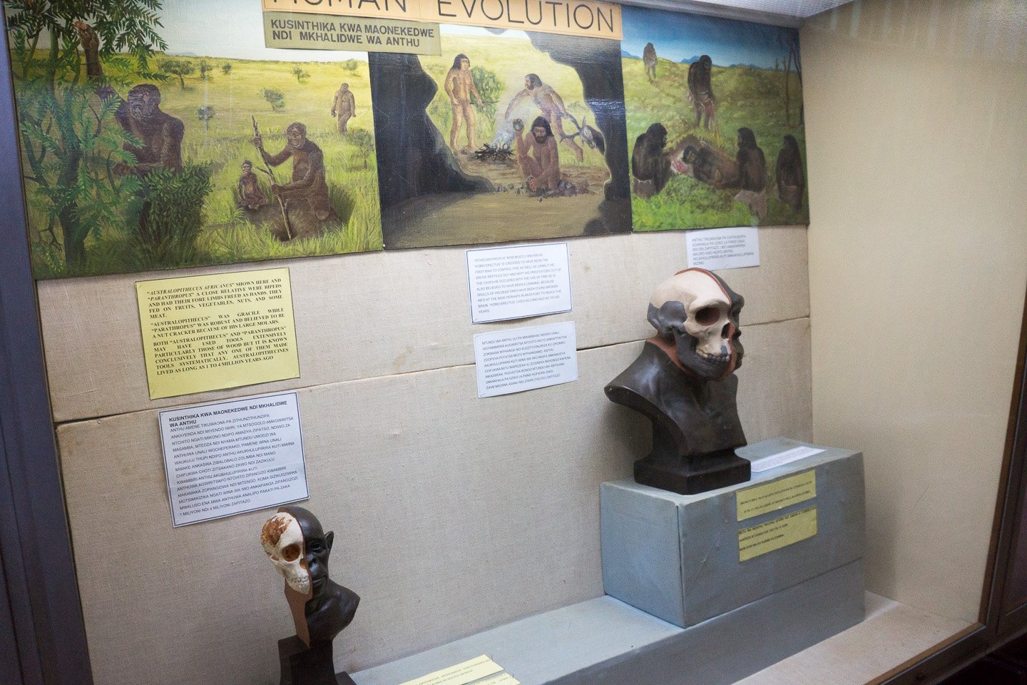 The “Denny” Discovery: Proof of Interbreeding (image credits: wikimedia)