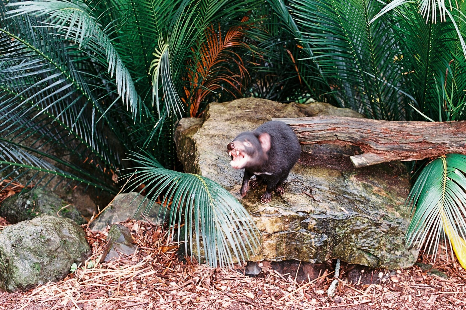 Vaccine Hopes and Scientific Breakthroughs (image credits: wikimedia)