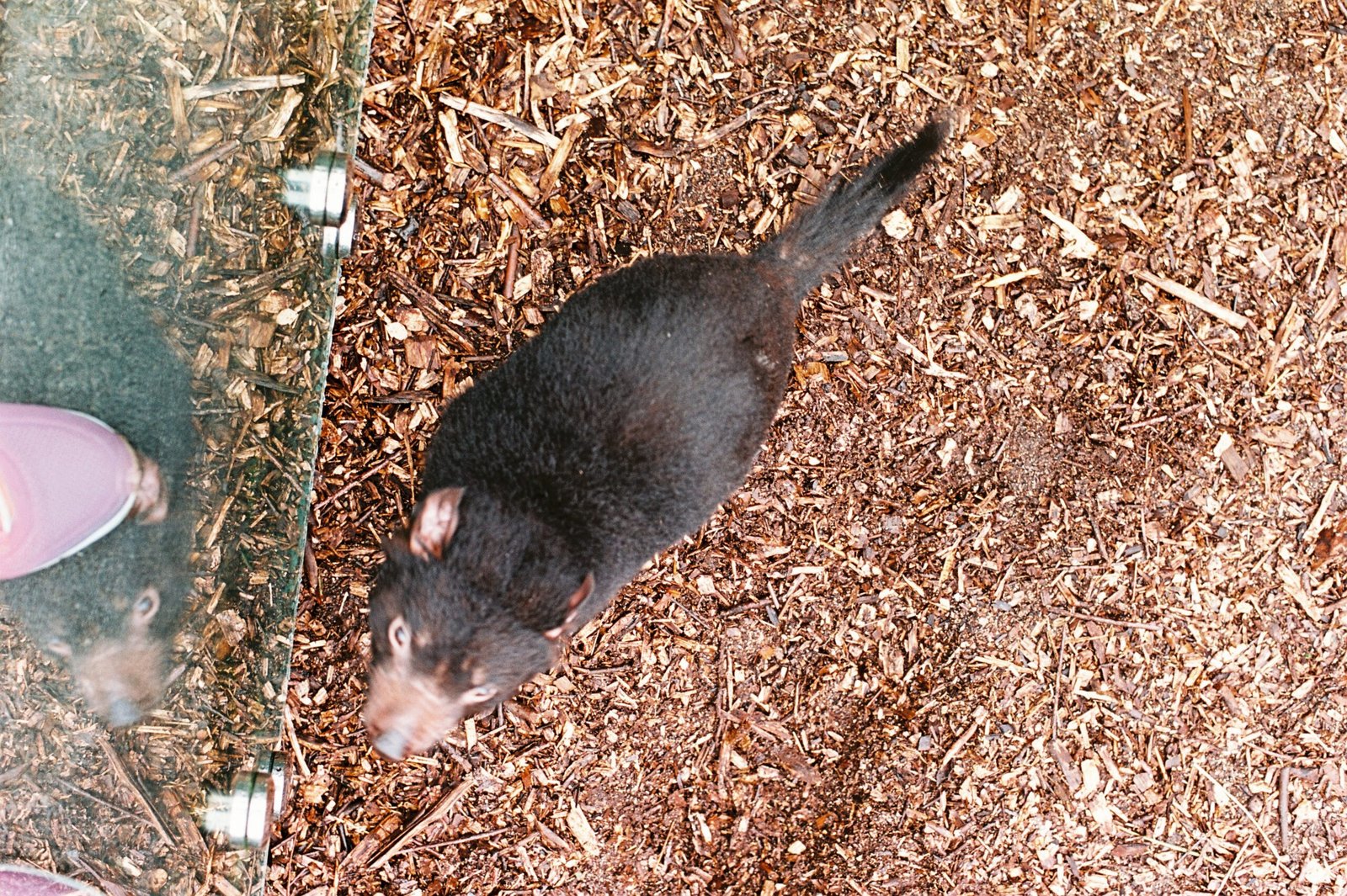 Survivors and Super-Devils (image credits: wikimedia)