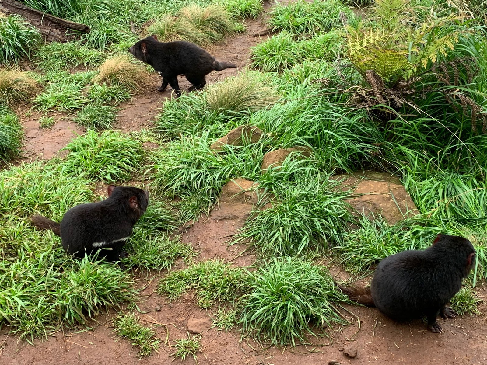 The Second Cancer: DFT2 Emerges (image credits: wikimedia)