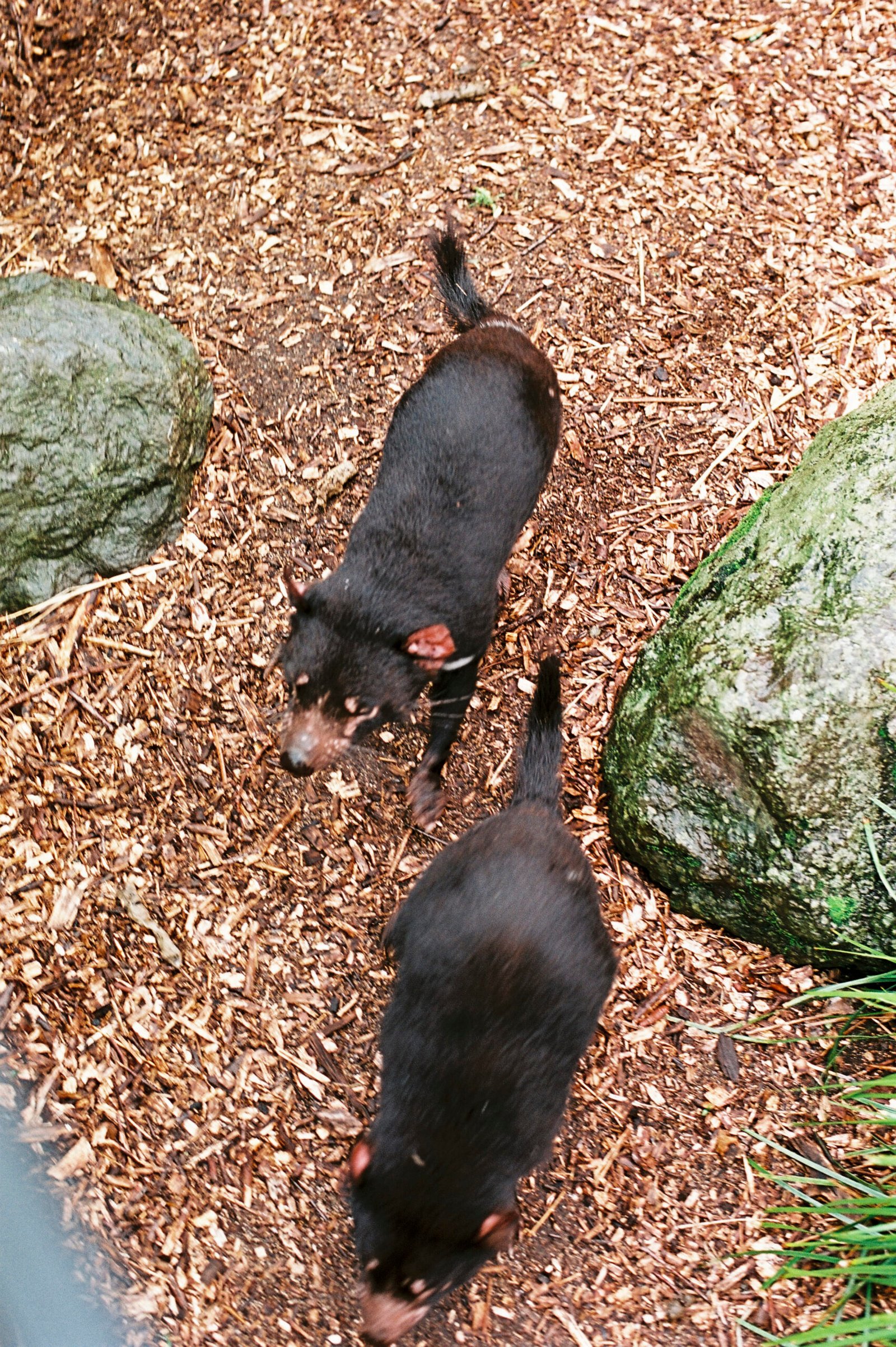 The Power of Genomics in Conservation (image credits: wikimedia)