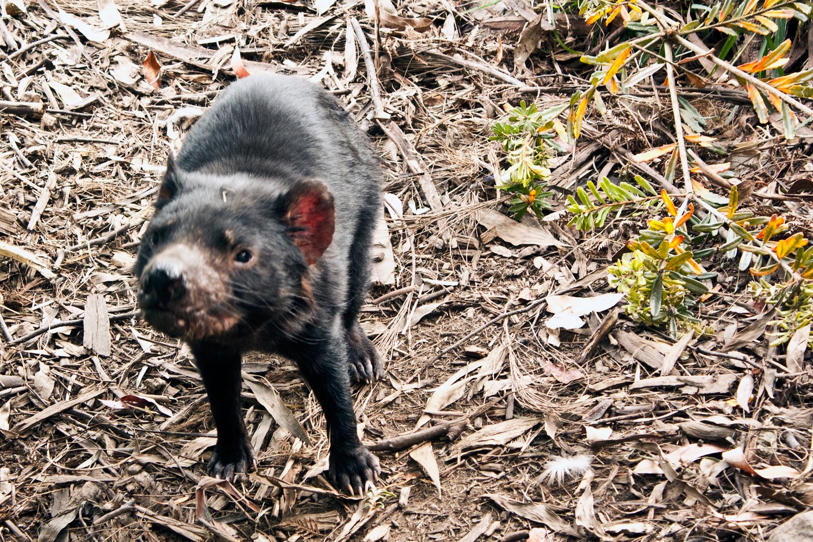 Ecological Ripple Effects (image credits: wikimedia)