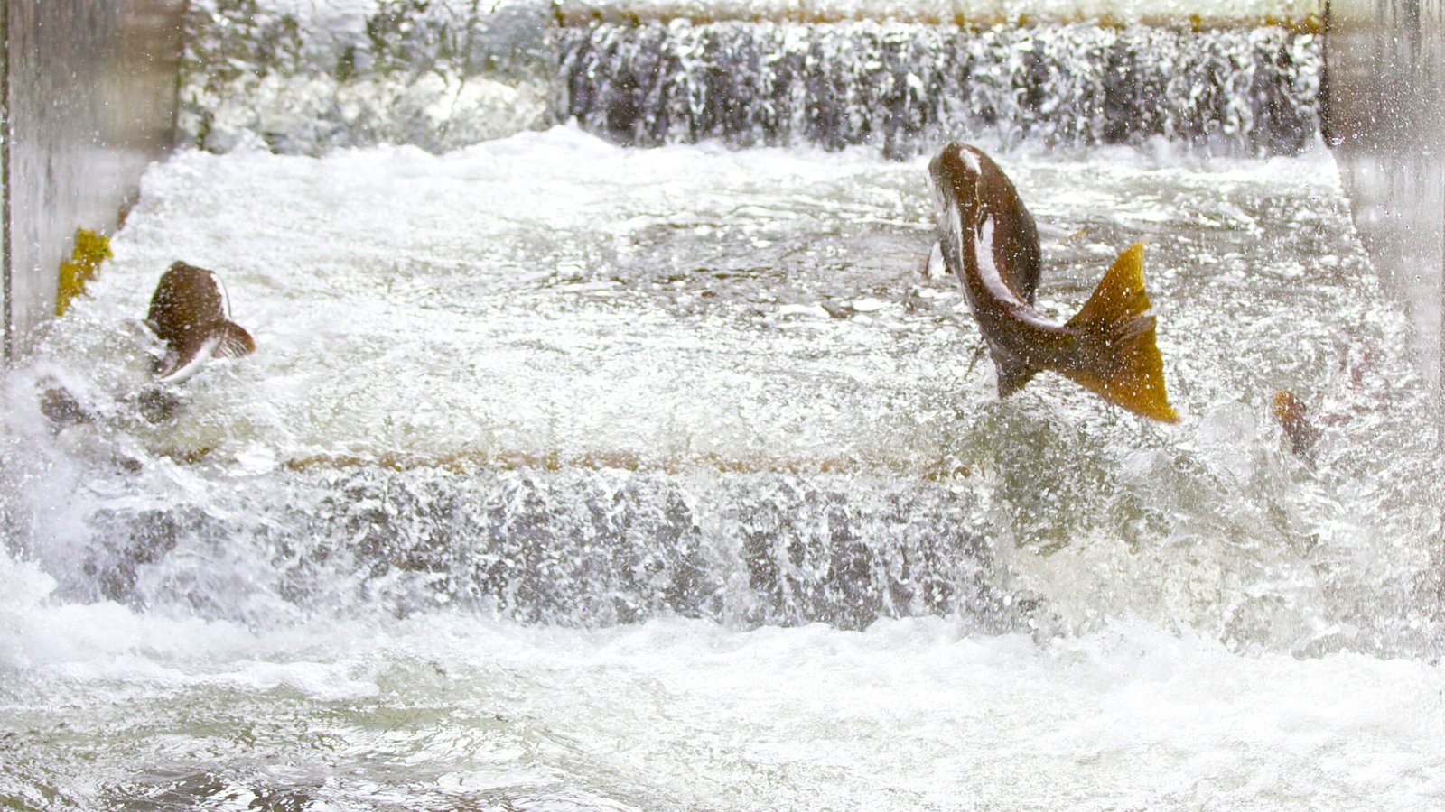 Innovative Solutions: Can Technology Save the Salmon? (image credits: wikimedia)