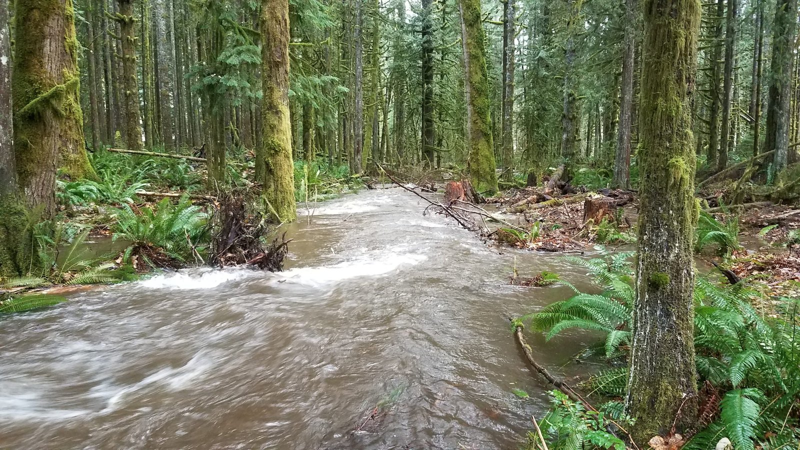 Restoration in Action: Success Stories and Setbacks (image credits: wikimedia)