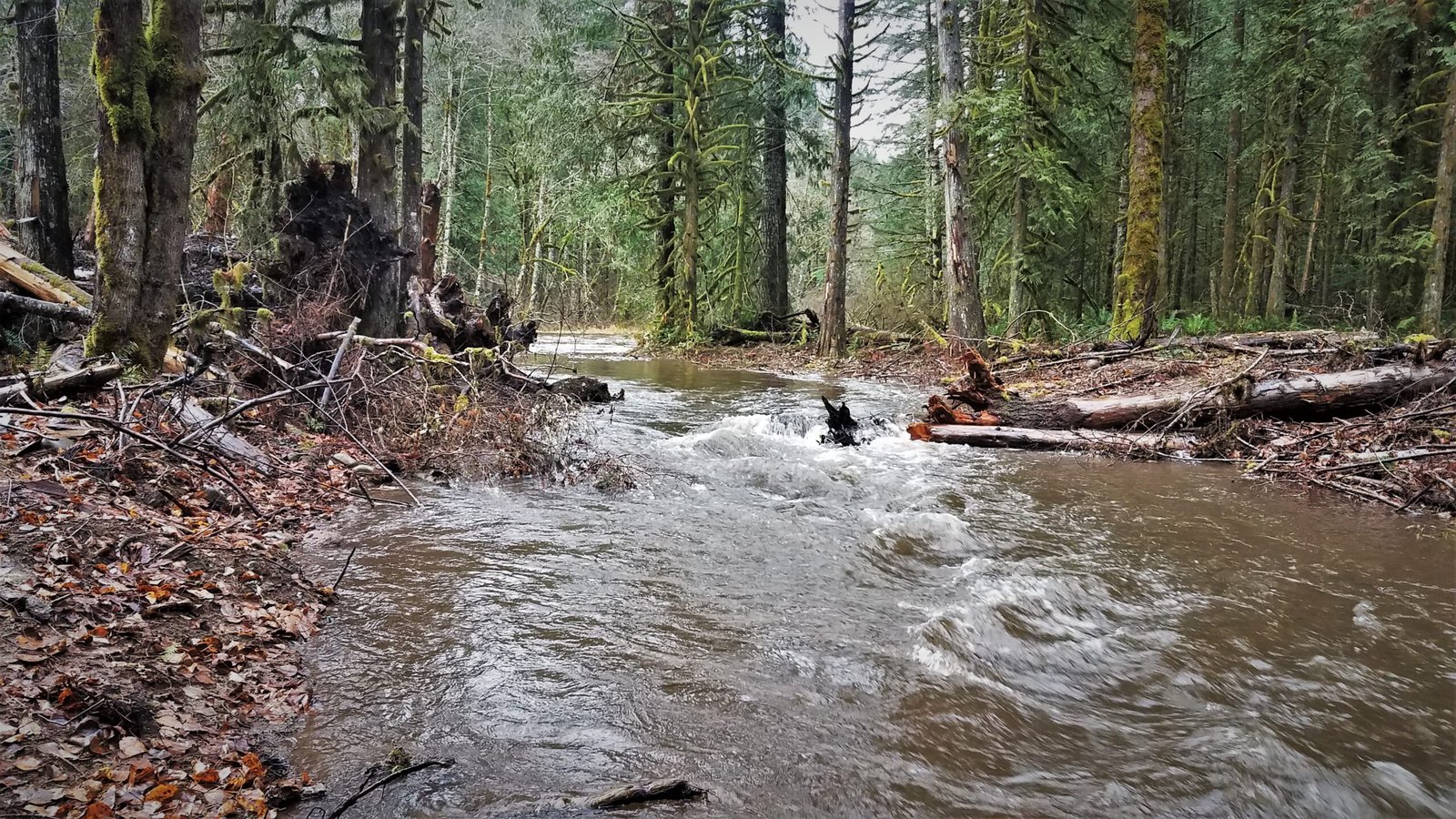 Urban Rivers: Bringing Salmon Home to the City (image credits: wikimedia)