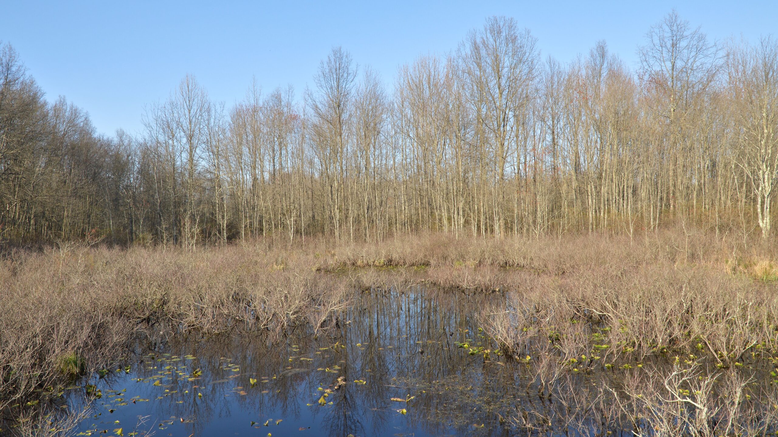 Biodiversity That Defies Expectations (image credits: wikimedia)