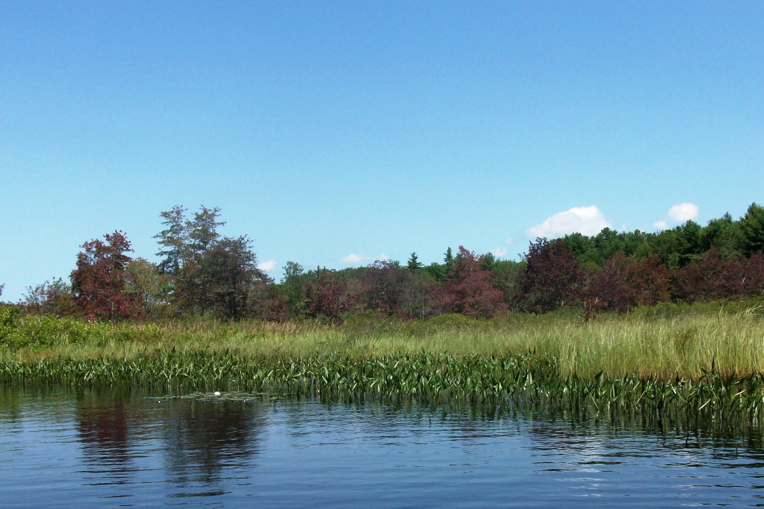 The Swamp as a Living Laboratory (image credits: wikimedia)