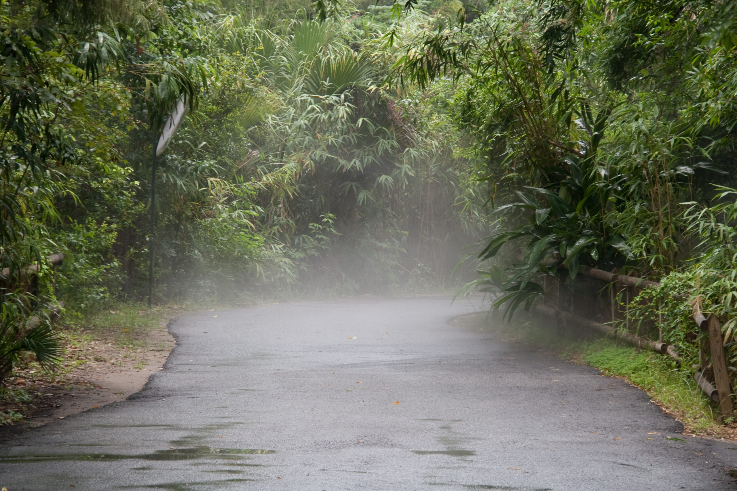 Legends and Lore: The Swamp’s Dark Mystique (image credits: wikimedia)