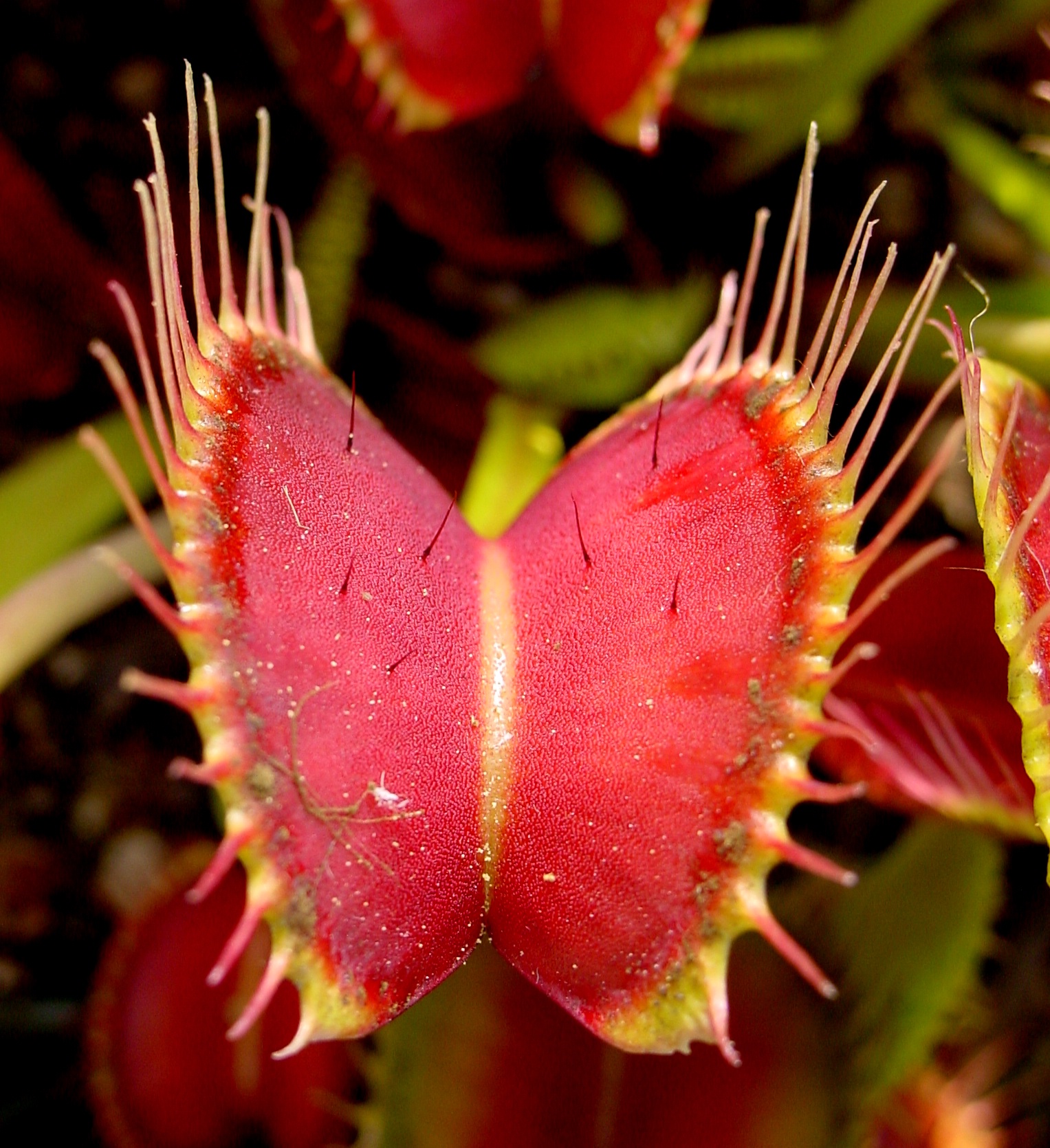 Unique Plant Life: Carnivores and Survivors (image credits: wikimedia)