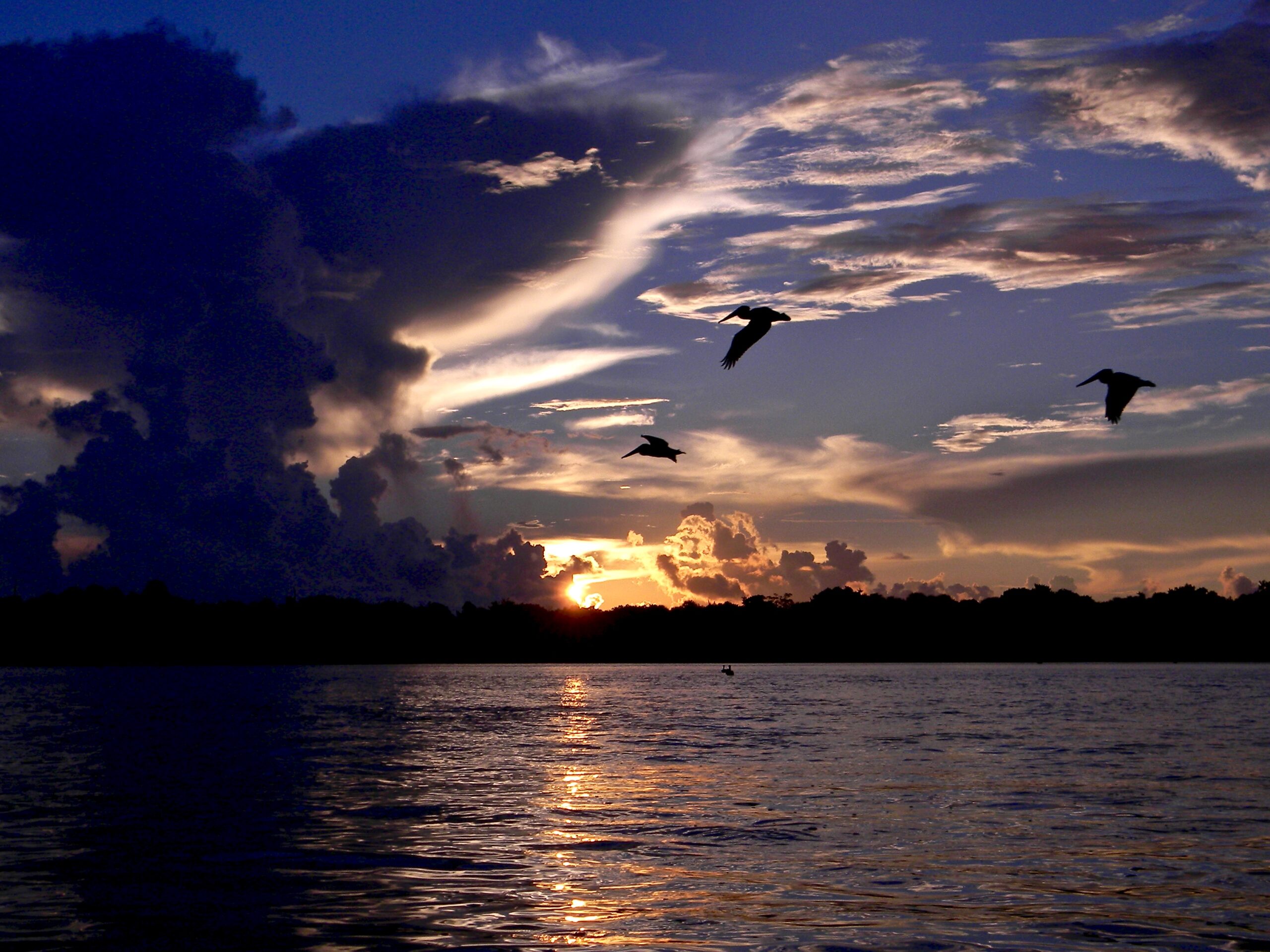 Birdwatching Paradise (image credits: wikimedia)